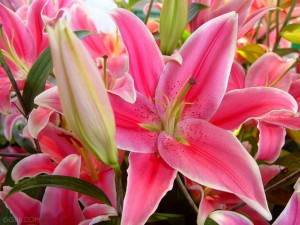 Lily-Flower-Wallpapers-4